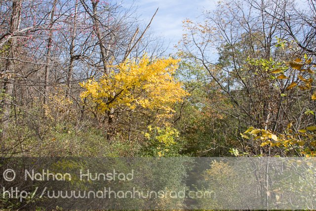 Barn_Bluff_2008-10-18_IMG_2402